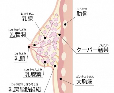 胸の組織図